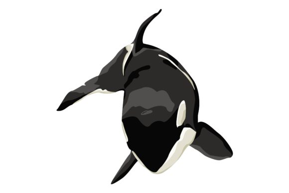Download Crying Pretty Orca Vector - Vector Collection